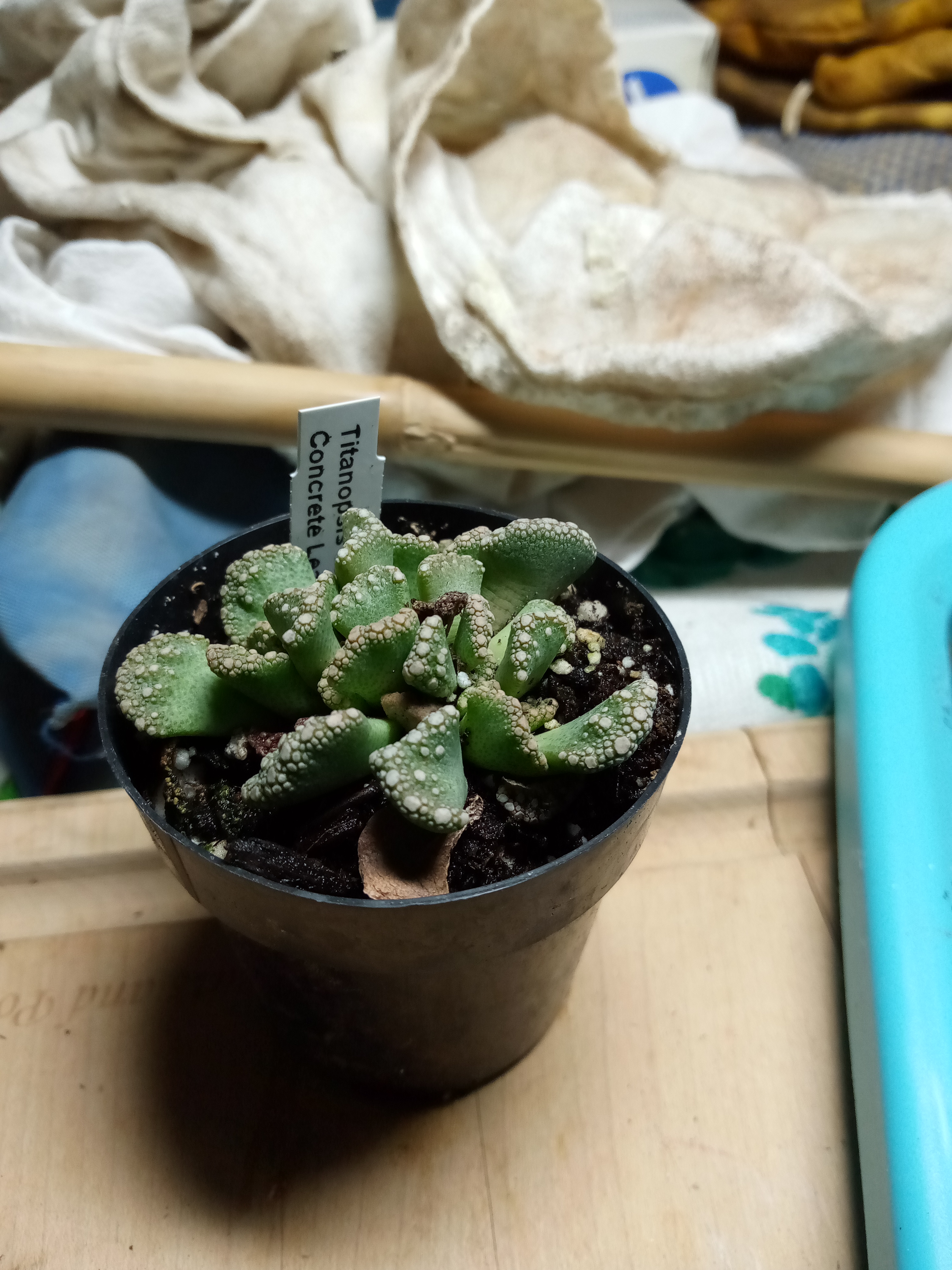 Titanopsis calcarea - Concrete Leaf.jpg